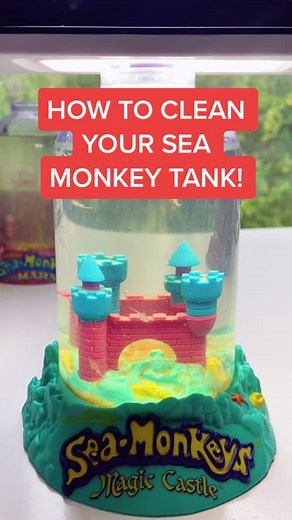 Sea Monkey Tank Cleaning Guide
