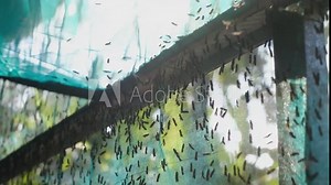 The mature Black Soldier Fly (Hermetia illucens) in the insect farm