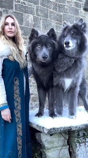 Viking Girl & her Wolves ~ #vikingwolf #vikings #bluewolf #wolf