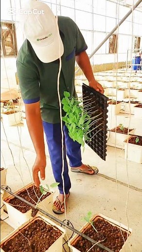Cucumber Transplanting for Beginners | From Nursery to Field #CucumberFarming #cucumber