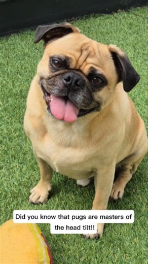 The Famous Head Tilt!! SO CUTE! 😍 Alfie wants to see your pups best head tilt!! 🥰🐾 #pug #dog #puglife #doglovers #cute #love | My Pug Alfie