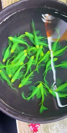 hendrix backyard on Instagram: "GloFish danios are a type of genetically modified (GM) fish that are a patented and trademarked brand of fluorescently colored aquarium fish. They are a type of Zebra Danio (or Zebra Fish) that have been genetically modified to absorb and re-emit light of specific wavelengths, giving them a glowing appearance #aquariumhobby #fishkeeping #aquarium"