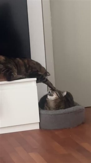 #gizmo #kuro #fyp #cat #cattok