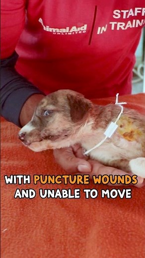 Another little superhero saved!