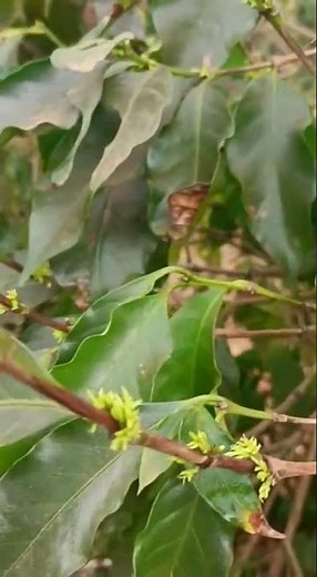 Distúrbio fisiológico em café IBC12 com flores estrelinha, em função déficit hídrico Mateus Magela