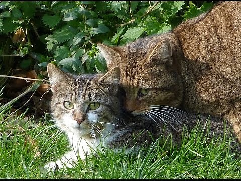 Katzenpaarung in der Natur - Cats mating in the wild