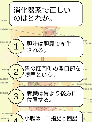 消化器系の正しい位置とは何か