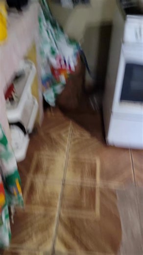 Gatos y la Canción Skyfall de Adele