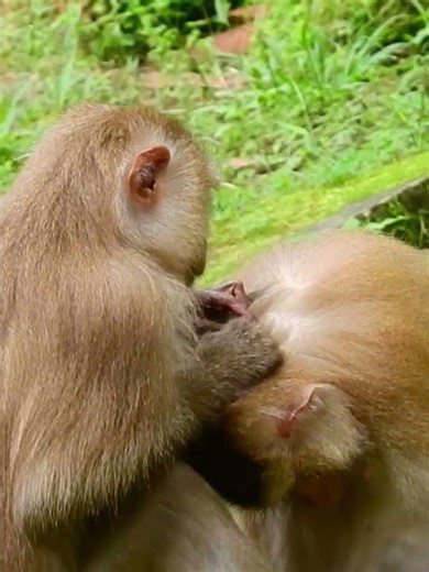 #monkey#wildlife#Cutest babies 147