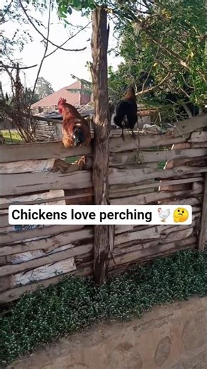 Why do chickens like to perch? #happypoultry #happyhens #reels