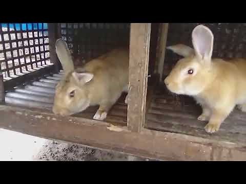 mode de reproduction des lapins