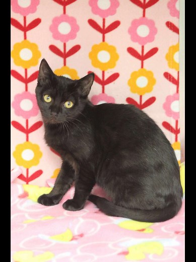 Help us get these babies adopted! Details are in their posts! | Bristol Virginia Animal Shelter