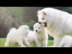 Saving Lives One Fluffy Sammie at a Time: Samoyed Rescue Organizations