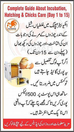 Complete Guide About Incubation Hatching $ chicks care #ahmadbirdscare #birds #silkiechicken #poultry #turmeric #PoultryFarmingTips | Ahmad Birds Care