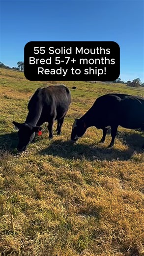 253 reactions · 11 shares | 55 head of solid mouth cows that are 5-7+...