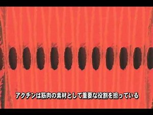 遺伝子・DNAのしくみ
