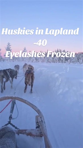 Husky Sledding Adventures in Stunning Lapland