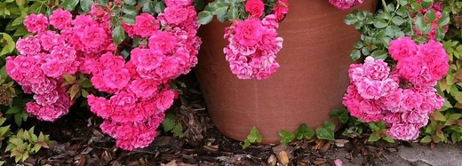 Rosiers : comment et quand les planter ? | Truffaut