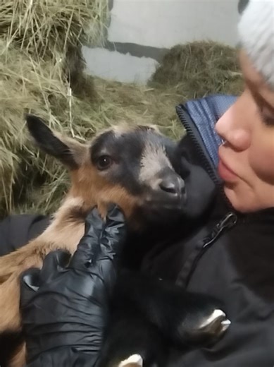 у нас поповнення. цапик знайшов свій гарем #villege_life_inukraine #кози #goat #альпійськи