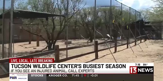 How southern Arizona’s only rescue rehabilitation center helps animals heal