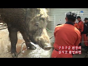 시청자 요청🚛 너가 왜 여기서 나와💥마을에 출몰한 야생 멧돼지의 운명은..? | KBS 긴급구조 119 030527 방송