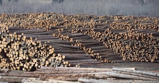 U.S. hits Canada lumber with 34% duties even before Trump tariffs
