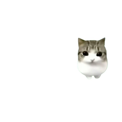 野獣かわちい #野獣先輩#猫は可愛い#ていねいな暮らし