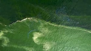 Extreme plankton bloom creates 'dead zone' off Thailand