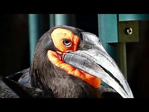 Südlicher Hornrabe (Bucorvus leadbeateri) Zoo Schönbrunn – Panasonic Lumix DC-FZ 82 Superzoom