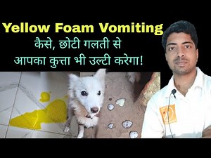 Dog vomiting home remedy.