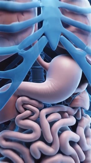 Inside the Human Stomach | 8K Medical Visualization Showing Parasite Movement