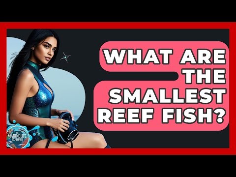 What Are The Smallest Reef Fish? - The Marine Life Explorer