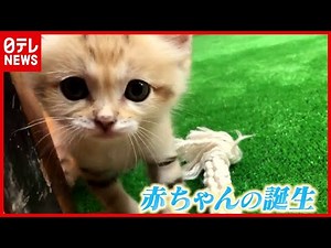 日本初公開の舞台ウラ！「スナネコ」の赤ちゃん誕生『動物園＆水族館 感動の瞬間』（2021年2月5日放送「news every.」より）