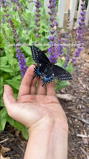 Planting a Butterfly Garden, Butterfly Flowers, Swallowtail Butterflies, Attracting Butterflies