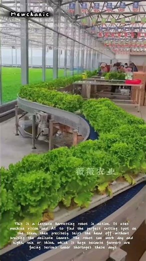 Robot Harvests Lettuce | Automating Farming