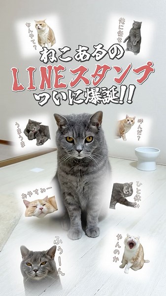 Presented by Canva #pr #Canva #Canva #cats
