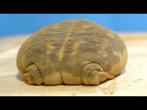"Healed in 1 minute" Rain frog's round and cute butt.