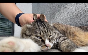 严重怀疑宵宵晚上是不是蹦迪去了，白天困的眼皮睁不开