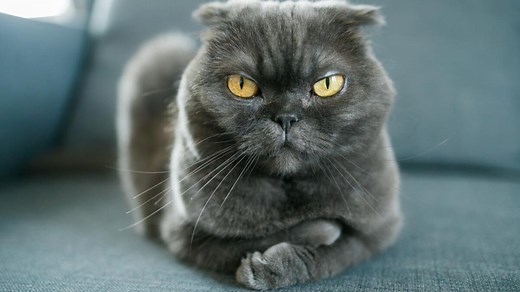 Mon chat me mordille : pourquoi et que faire ?