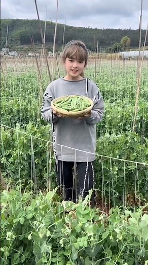 China's mind-blowing method of growing peas along with corn 🤯 #peas #farming