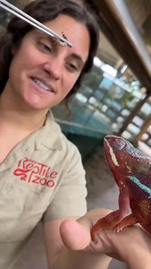 You miss 100 percent of the shots you don’t take😅 This beautiful panther chameleon is not only stunning but also a sniper🙌 They also have independently moving eyeballs which basically gives them 360 degree field of vision🤯 Which is so wild because that means these guys don’t have any blind spots and can always scan for both predator and prey in their environment👀 | The Reptile Zoo