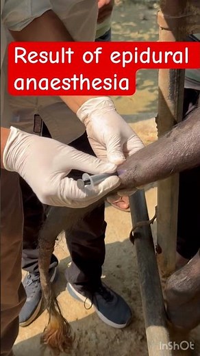 Amputation of tail l epidural anaesthesia l dr umar khan