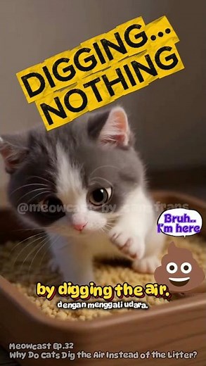 Why Do Cats Dig the Air After Pooping? | Meowcast Ep.32