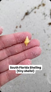 The tiniest east coast shells! Saved the smallest one for last.🙃 Found in Broward county, Florida. #floridaseashells #beachcombing #shelling #beachfinds #southfl #tinyshells | Let's Go Shelling