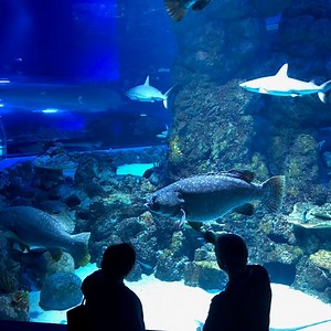 General Info | Cairns Aquarium