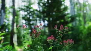 Park City Convention and Visitors Bureau TV Spot, 'Inspiring Vistas and Clean Mountain Air'