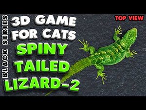 Cat TV | The Spiny-tailed Lizard 2 (top view) | 10 Hours | 4K, 60 fps