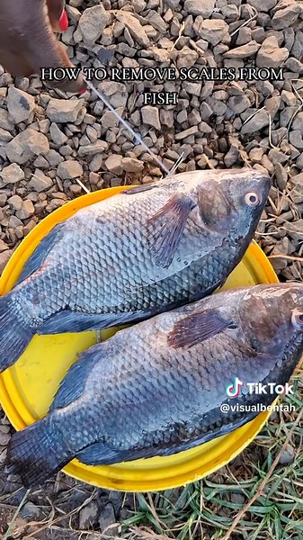 How to Remove Scales from Fish: A Simple Guide