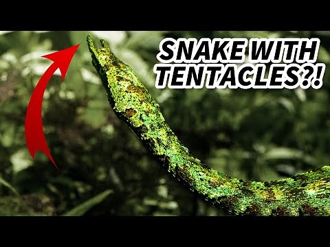 Tentacled Snake Facts: a SNAKE with TENTACLES 🐍 Animal Fact Files