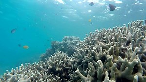 豪グレートバリアリーフのサンゴ白化、過去最大規模に - BBCニュース
